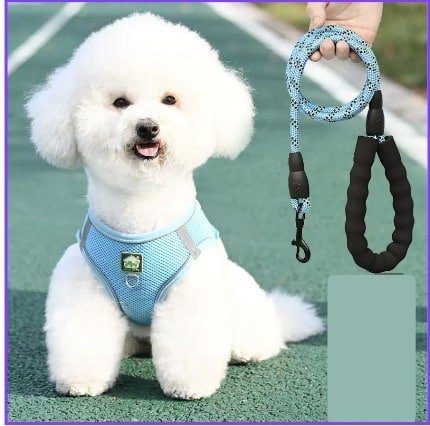 Combo Lazo + Pechera Perro