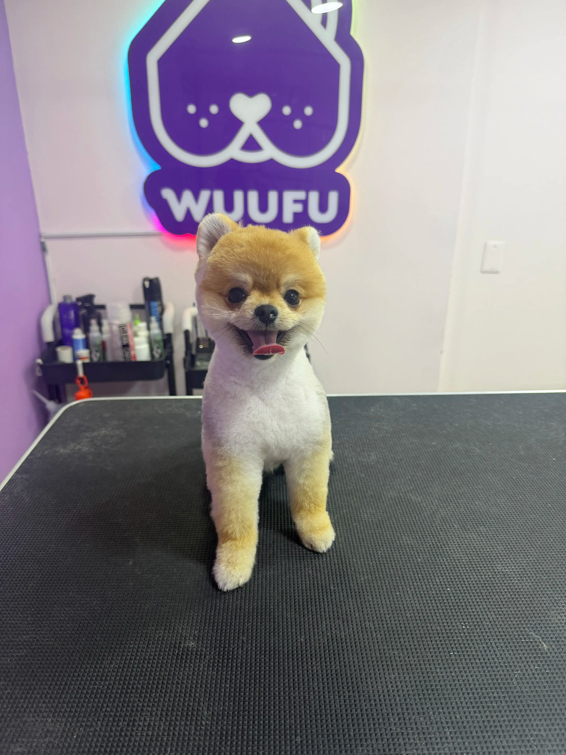 Pomerania después de su servicio de peluquería en Wuufu La Carolina, Usaquén, Bogotá