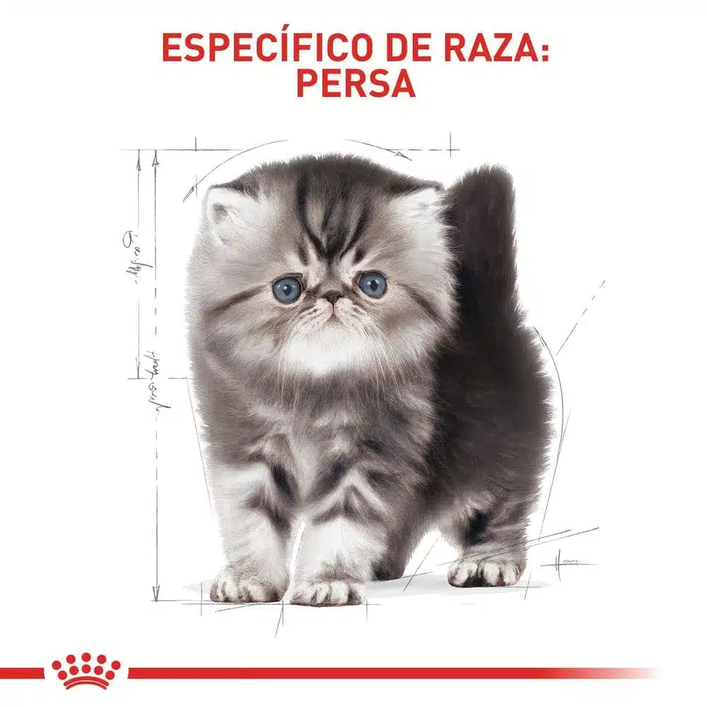 Alimento Para Gato Royal Canin - Fbn Persian Kitten comida para gato persa 2kg envio incluido