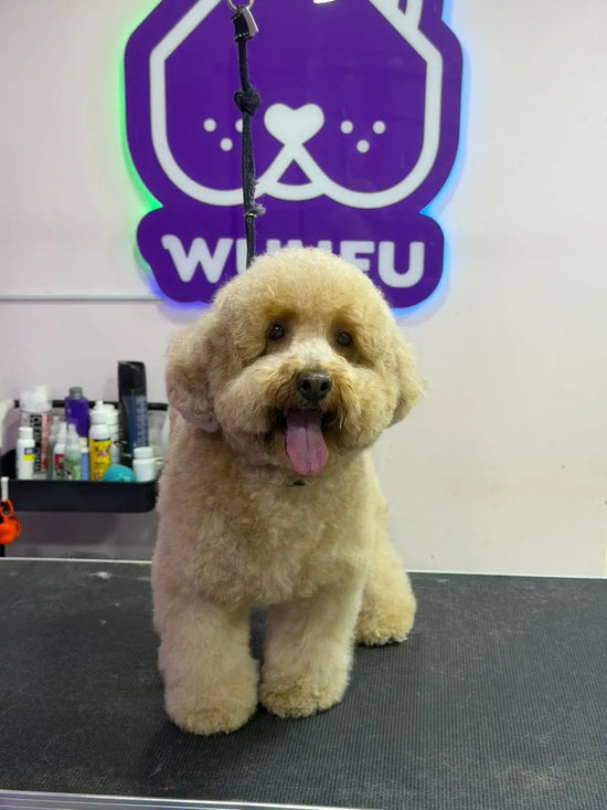 Milo después de su peluquería en Wuufu La Carolina