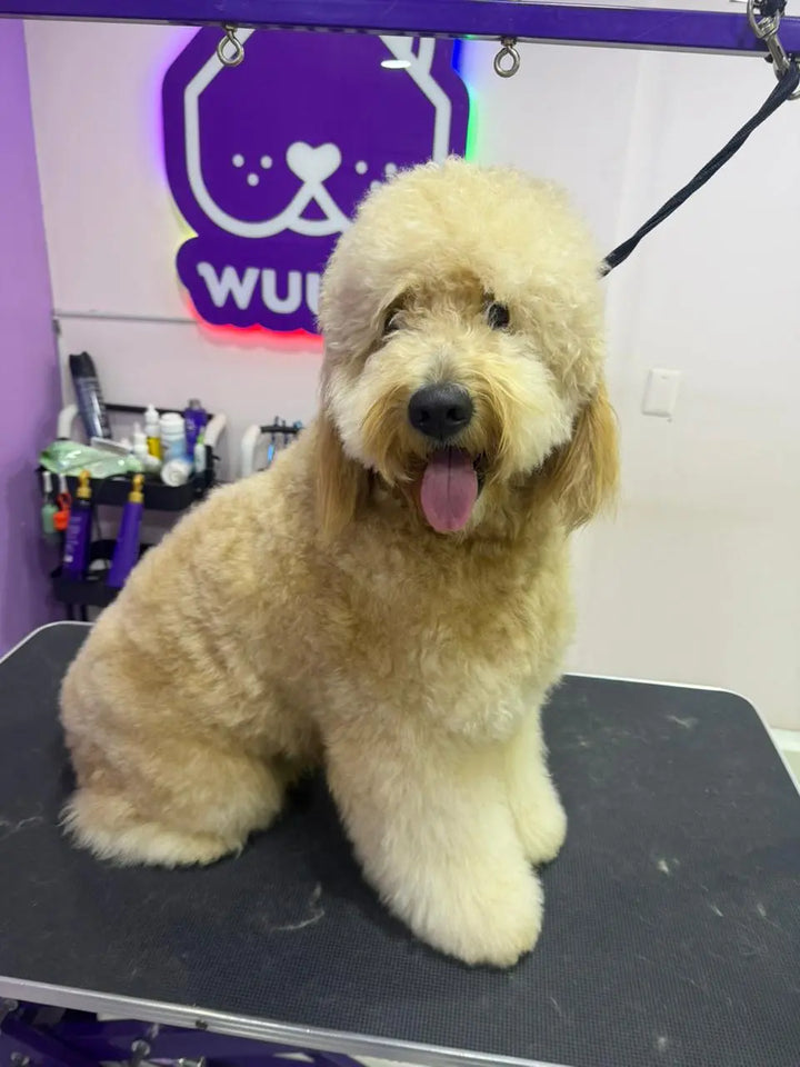 Oso después de su servicio de baño y peluquería en Wuufu La Carolina