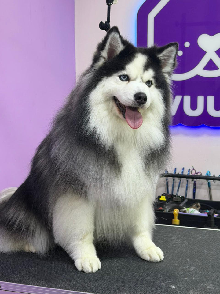 Polo después de su servicio de baño y peluquería en Wuufu La Carolina