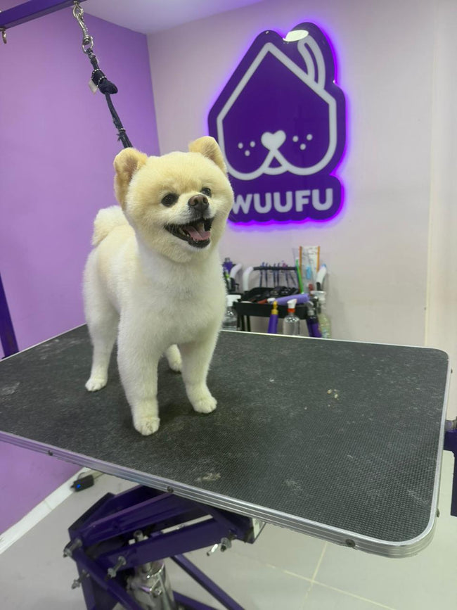 Teo, Pomerania atendido en el SPA de Wuufu